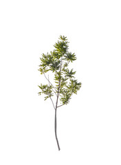 Fototapeta premium isolated tree on white background with clipping path