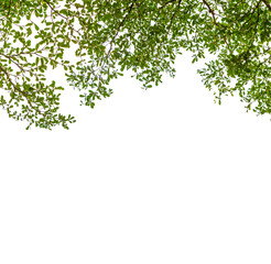 isolated tree on white background with clipping path