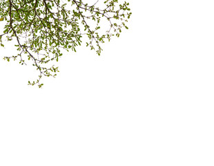 isolated tree on white background with clipping path