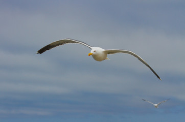 Sea gulls soaring over the ocean