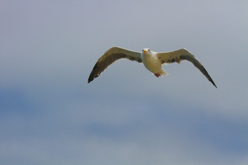 Sea gulls soaring over the ocean