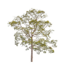 Obraz premium isolated tree on white background with clipping path
