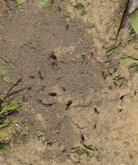 Log in earthen nest of ants
