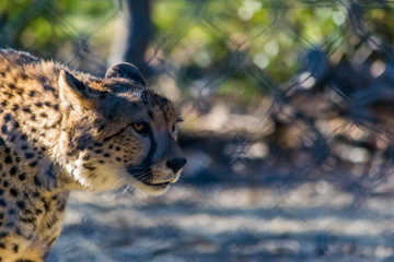 Guépard.