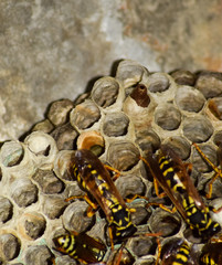 Wasps polist. Vespiary