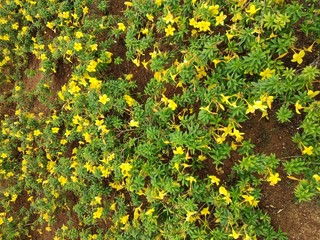 field of yellow flowers