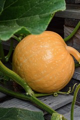 pumpkin with leaves on wooden background