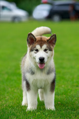 Dog breed Alaskan Malamute