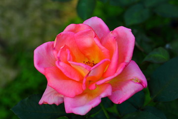 Beautiful Rose flower in the garden