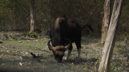 bison in mudumalai forest