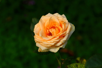 Beautiful Rose flower in the garden
