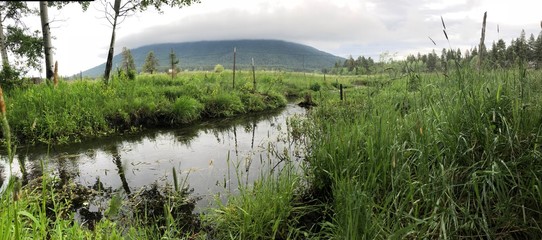 landscape with river and trees