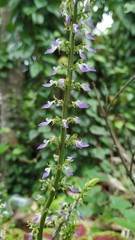 flowers in the garden