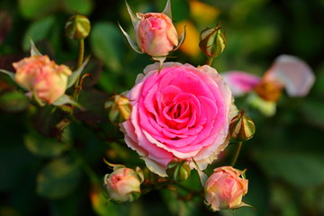 Beautiful Rose flower in the garden