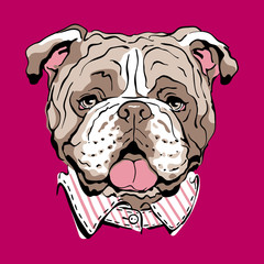 Vector illustration with english bulldog. Color portrait of a dog. Image for printing on clothes
