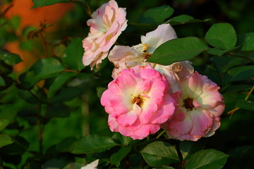 Beautiful Rose flower in the garden