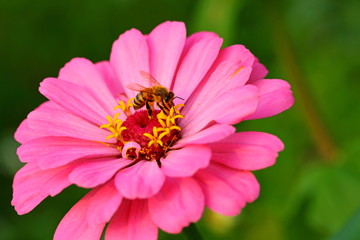 Close up beautiful daisy flower in the garden