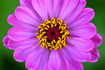 Close up beautiful daisy flower in the garden