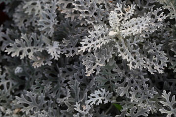 Detail of Cineraria maritima silver dust white leaf. beautiful background