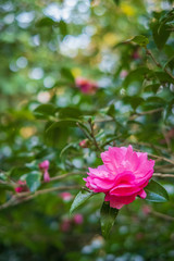 Refreshing in Hyogo Prefecture, Japan