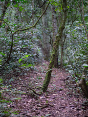 Kalinzu Forest natural habitat, Uganda