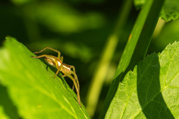 Araignée.