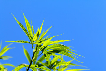 Fototapeta na wymiar Cannabis Plants on Field with Blue Sky background