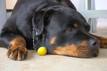 Beautiful, sad, adult dog, rottweiler, lying in anticipation