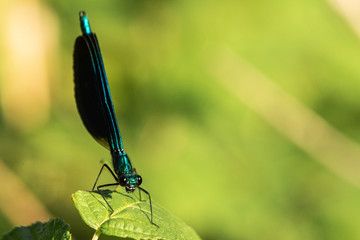 Libelulle et Agrion.