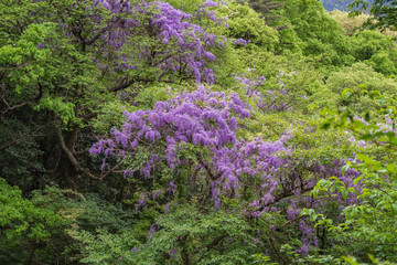 Refreshing in Hyogo Prefecture, Japan