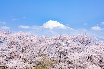 富士山と桜、静岡県富士市かりがね堤にて