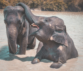 Fototapeta na wymiar Elephant Sanctuary bathing in Isaan in Thailand