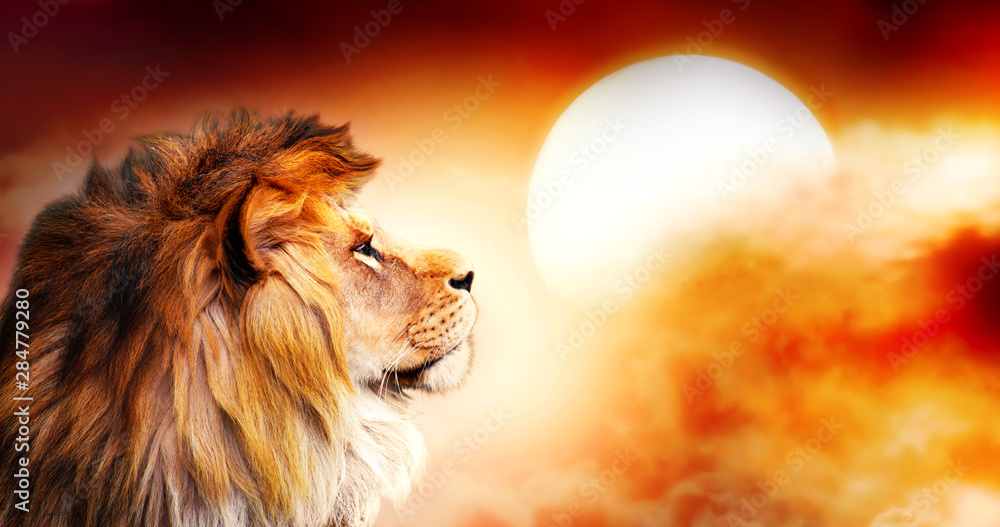 Wall mural African lion and sunset in Africa. African savannah landscape theme, king of animals. Spectacular warm sun light and dramatic red cloudy sky. Proud dreaming fantasy lion in savanna looking forward.