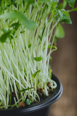 Obraz na płótnie Canvas Microgreen, sprouts, young herbs