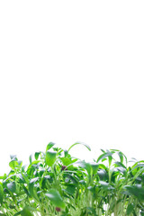 Microgreen, sprouts, young herbs