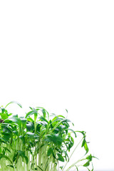 Microgreen, sprouts, young herbs