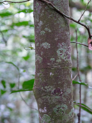 Kalinzu Forest natural habitat, Uganda