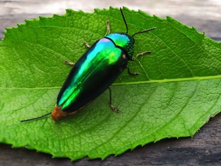 sternocera aequisignata on green leaf