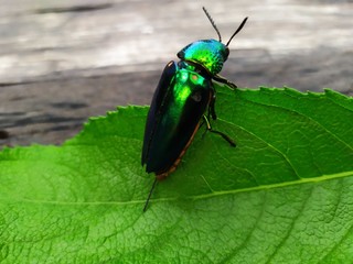sternocera aequisignata on green leaf