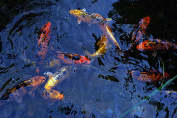 Colorful decorative beautiful carps. Fish in the water. Nature.