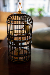 Catydid in Cage