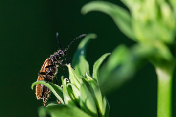 Insecte.