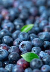 freshly picked blueberries as background
