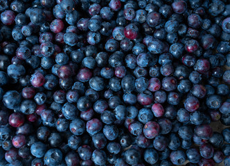 freshly picked blueberries as background
