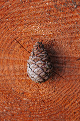 Beautiful pine cone on old tree trunk, top view