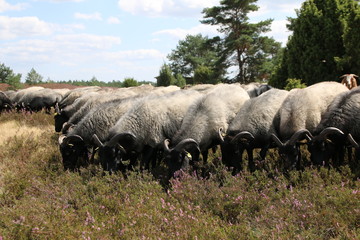 Große Heidschnuckenherde in der blühenden Lüneburger Heide