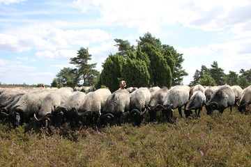 Obraz premium Ziegen bewachen die Heidschnucken in der Lüneburger Heide