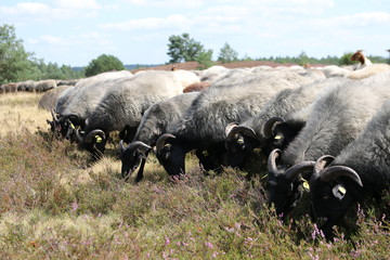 Obraz premium Große Heidschnuckenherde in der blühenden Lüneburger Heide