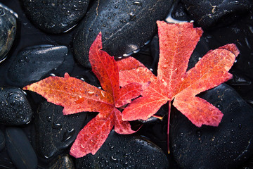 Red Autumn Leaf On Black Pebble