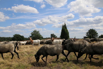 Große Heidschnuckenherde in der blühenden Lüneburger Heide